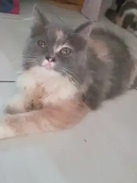 Anakan Kucing Persia Betina