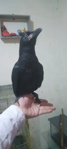 Gagak gaok jinak keturunan albino dapat gen kuku albino