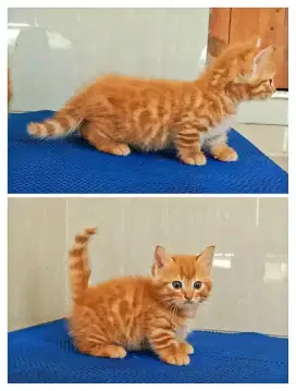 Available for adopsi kitten munchkin varian geneta