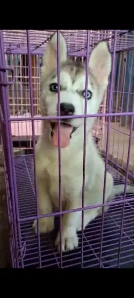 jual anakan husky pure