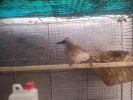 Trucuka betina produk