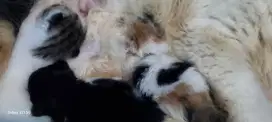 Di jual ananakan kucing persia medium dan flatnose