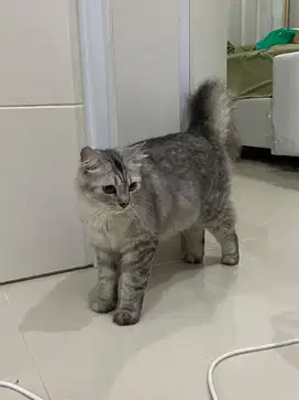 Kucing lucu 7 bulan