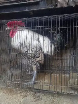 Ayam Arab Pejantan