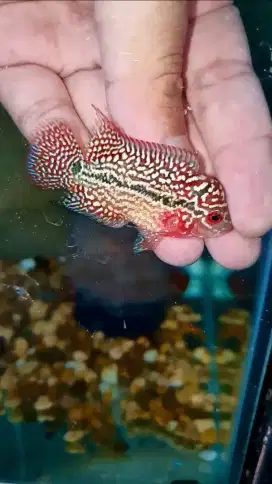 Jual Ikan Lohan/Louhan Super Red Kamfa F2 VVIP Male import size -+5cm