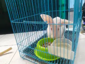 Dijual kelinci putih bagus