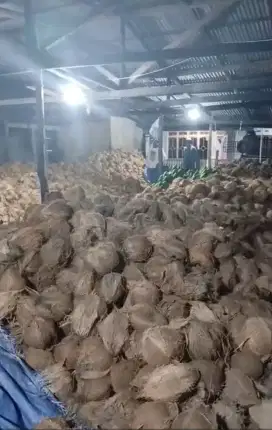 Kelapa jambi berkualitas sudah sortir
