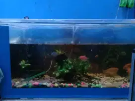 Dijual Cepat Akuarium beserta ikan dan aksesorisnya lengkap