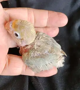 Lovebird lolohan PB love bird