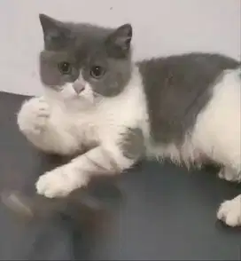 Kucing BSH pure abu putih