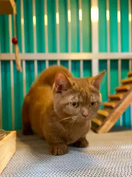 Munchkin cinamon BSH non ped betina