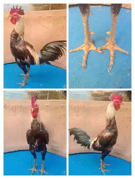 Ayam Mangon jengger wilah ukuran 5
