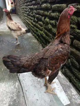 Ayam biang ternak body big