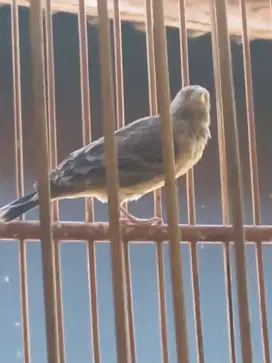 Burung paud blackstrot jantan