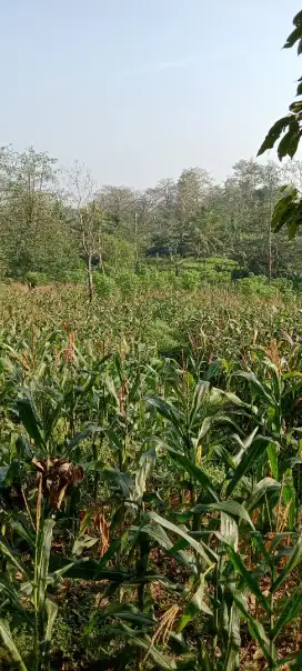 Dijual tanah sawah murah