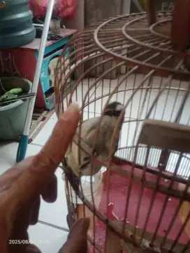 Burung trucukan jinak pliara dati lolohan