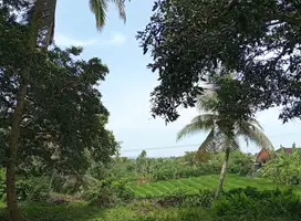 DI JUAL TANAH KEBUN LOS SUNGAI DI SELEMADEG BARAT TABANANA BALI