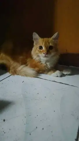 Kucing Persia Bulu lebat