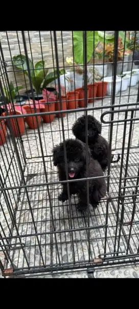 Anjing black poodle