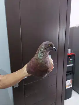 burung merpati bujangan/ bahan