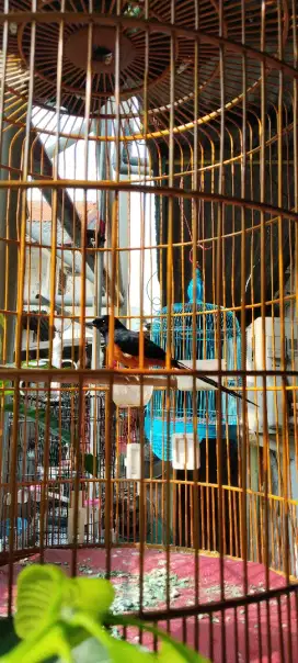 Jual murai pastol kaki hitam