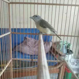 Burung Samyong betina