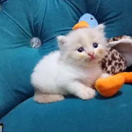 Kucing persia imoet