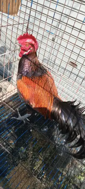 Ayam bekisar merah