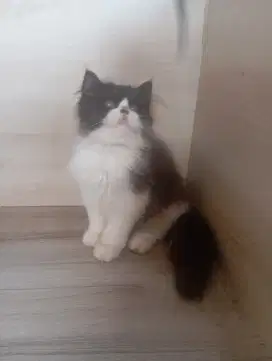 BLH mix Persia peaknose LH exo