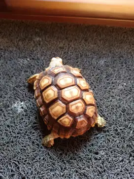 Kura kura darat sulcata
