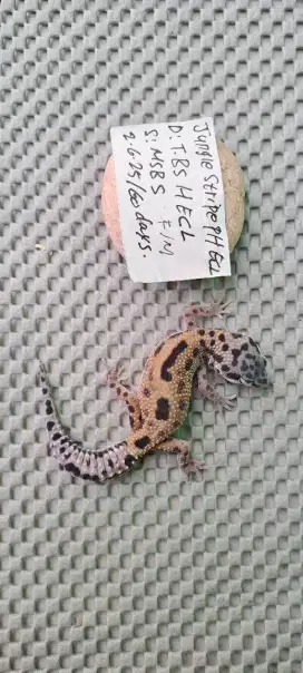 Leopard gecko baby