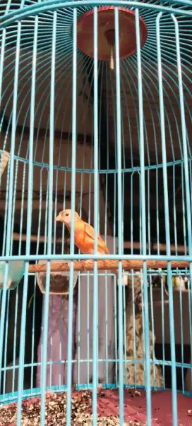 Red siskin dobeldilute