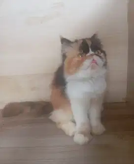Peaknose exo Longhair calico