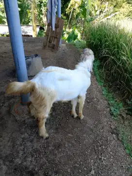 Dijual kambing jantan