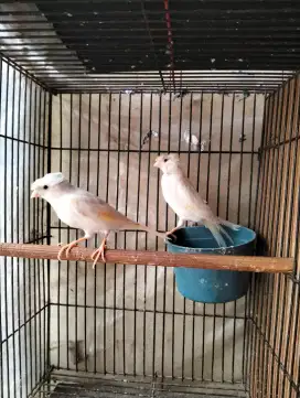 Kenari AF Jambul Putih Siap Produksi
