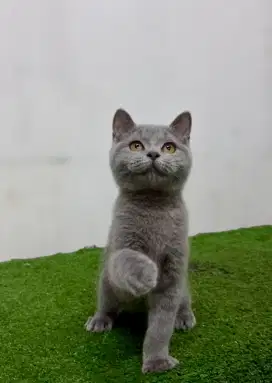 British Shorthair Kitten