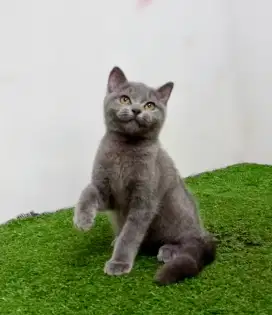 British Shorthair Kitten