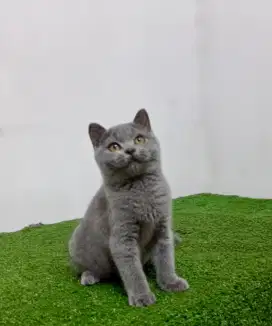 British Shorthair Kitten