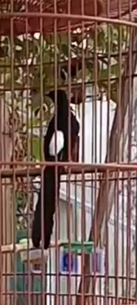 Murai medan ekor 18 cm harian gacor