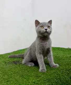 British Shorthair Kitten