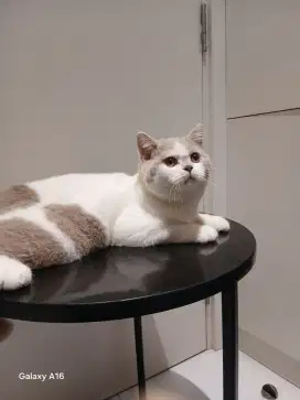 BSH fawn / British Shorthair fawn / BSH nonped