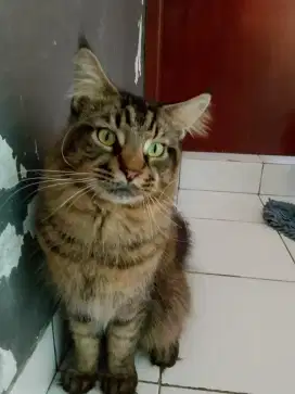 Kucing mainecoon pure breed jantan