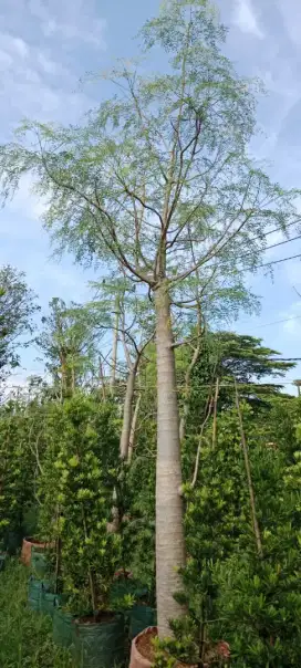 Pohon moringa afrika/kelor afrika