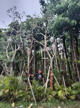 Pohon tabe buya bunga kuning