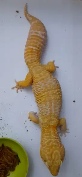 Leopard Gecko 30 cm