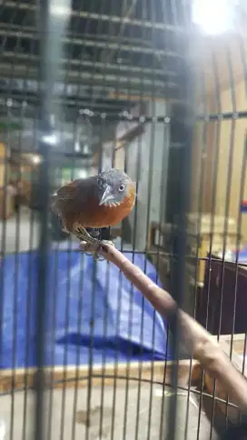 Burung tepus kepala abu gacor