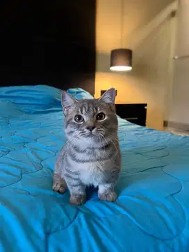 kucing munchkin jantan