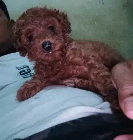 Poodle Super red toy