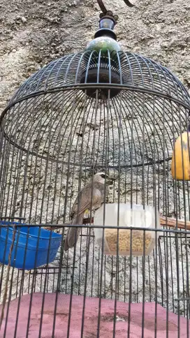 Di jual burung trucuk+kandang