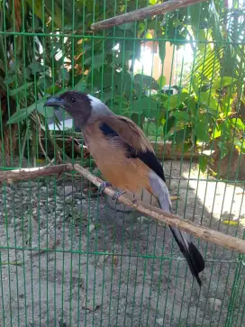 Burung cendet cantik